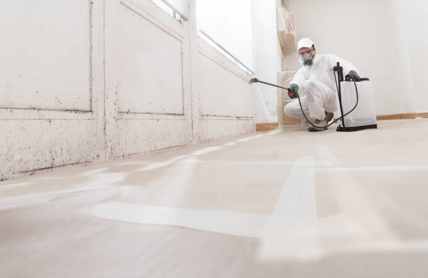 24/7 Emergency Basement Mold Remediation experts in Bay Pines, FL